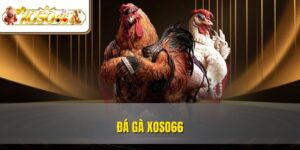Đá Gà XOSO66 | Trải Nghiệm Kê Chiến Rực Lửa Online 2 Đá Gà XOSO66 | Trải Nghiệm Kê Chiến Rực Lửa Online